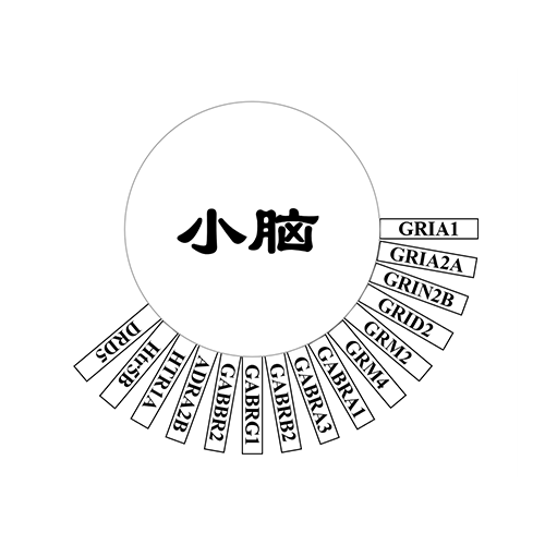 小脑