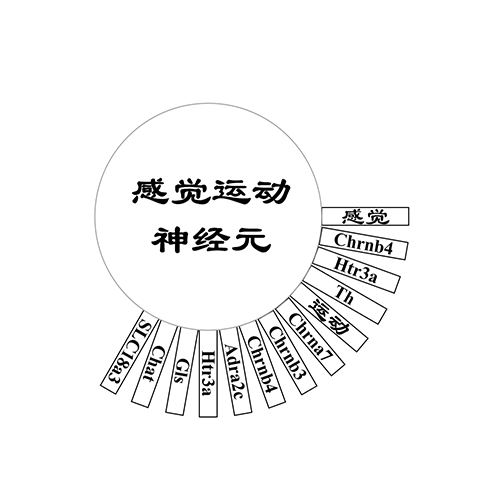 感觉运动神经元