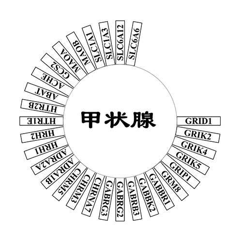 甲状腺