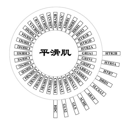 平滑肌