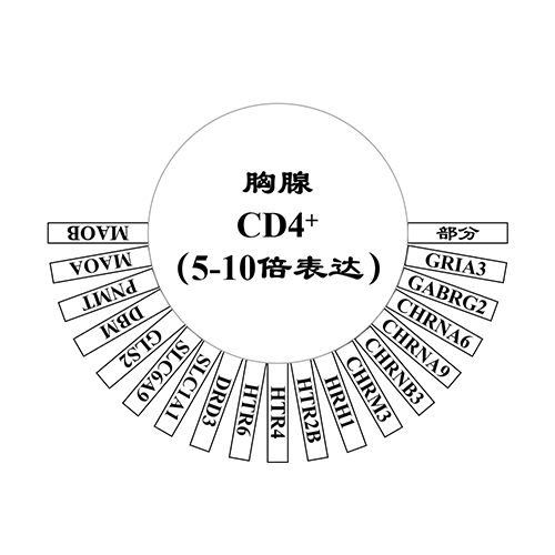 胸腺