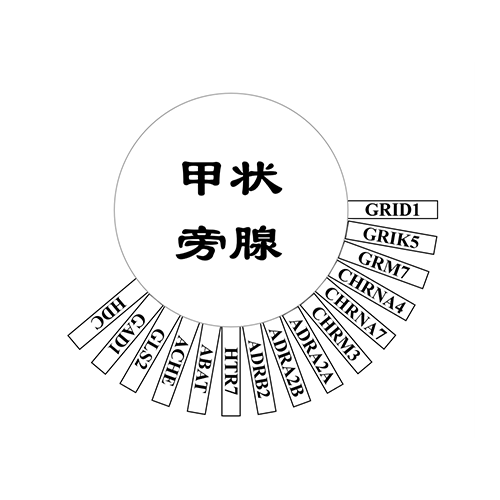 甲状旁腺