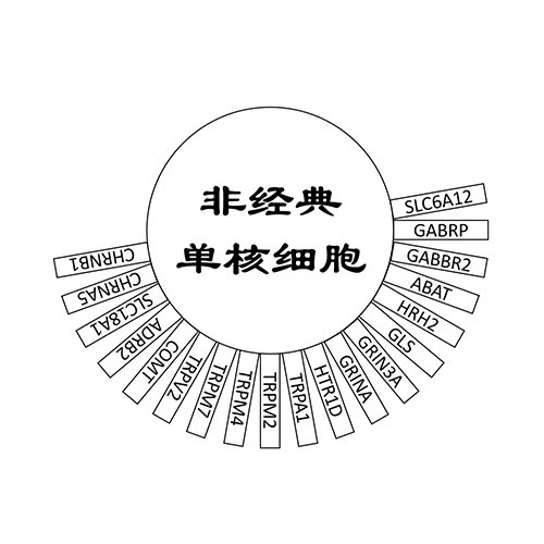 非经典单核细胞