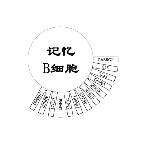 记忆B细胞