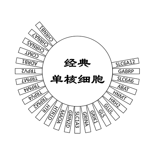 经典单核细胞