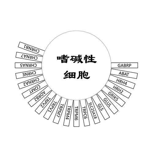 嗜碱性细胞
