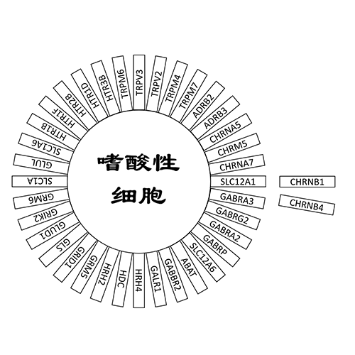 嗜酸性细胞