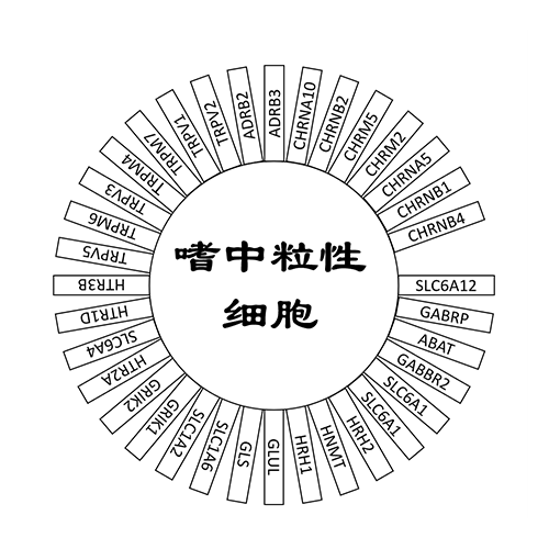 嗜中性粒细胞
