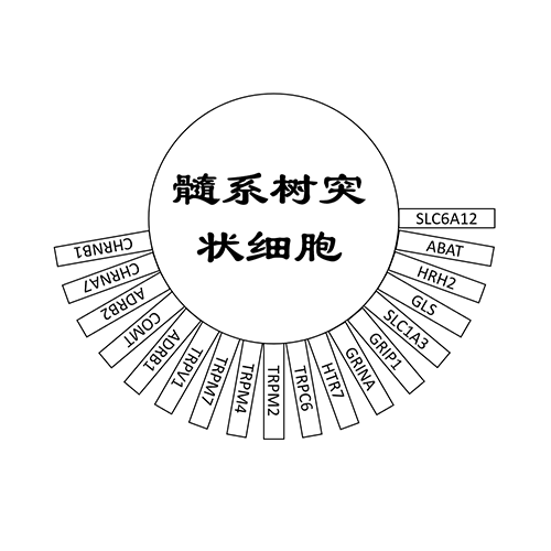 髓系树突状细胞