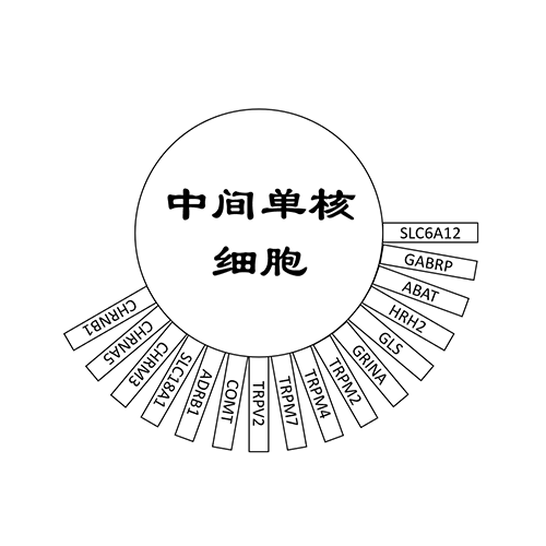 中间单核细胞