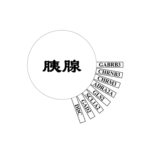 胰腺
