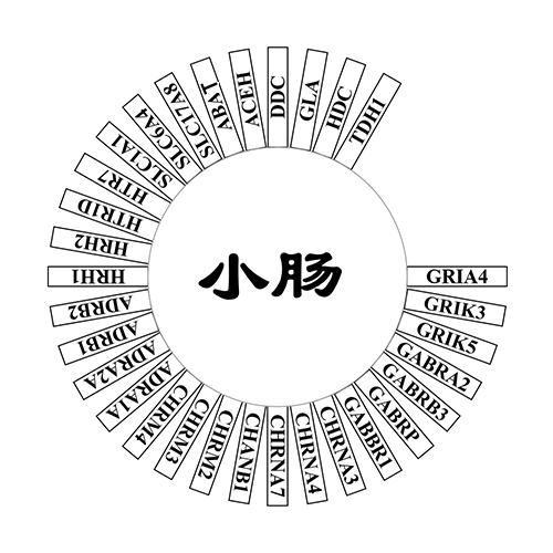 小肠