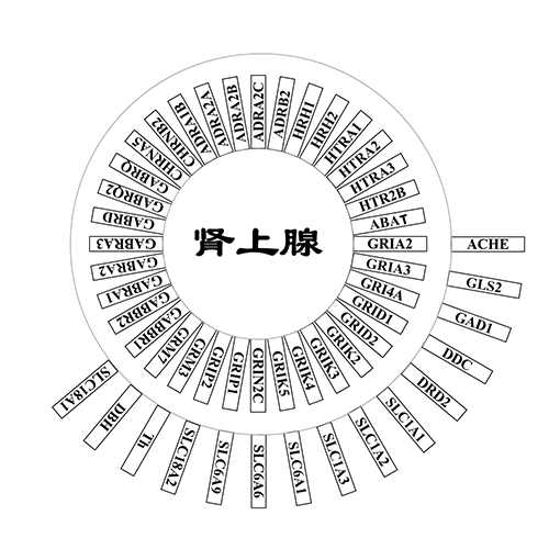 肾上腺