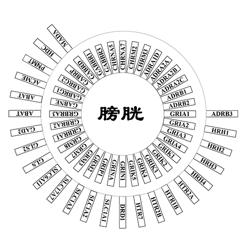 膀胱